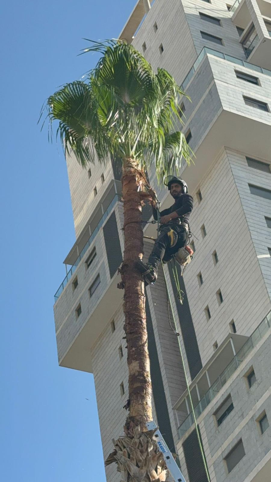 עבודות גיזום מקצועי