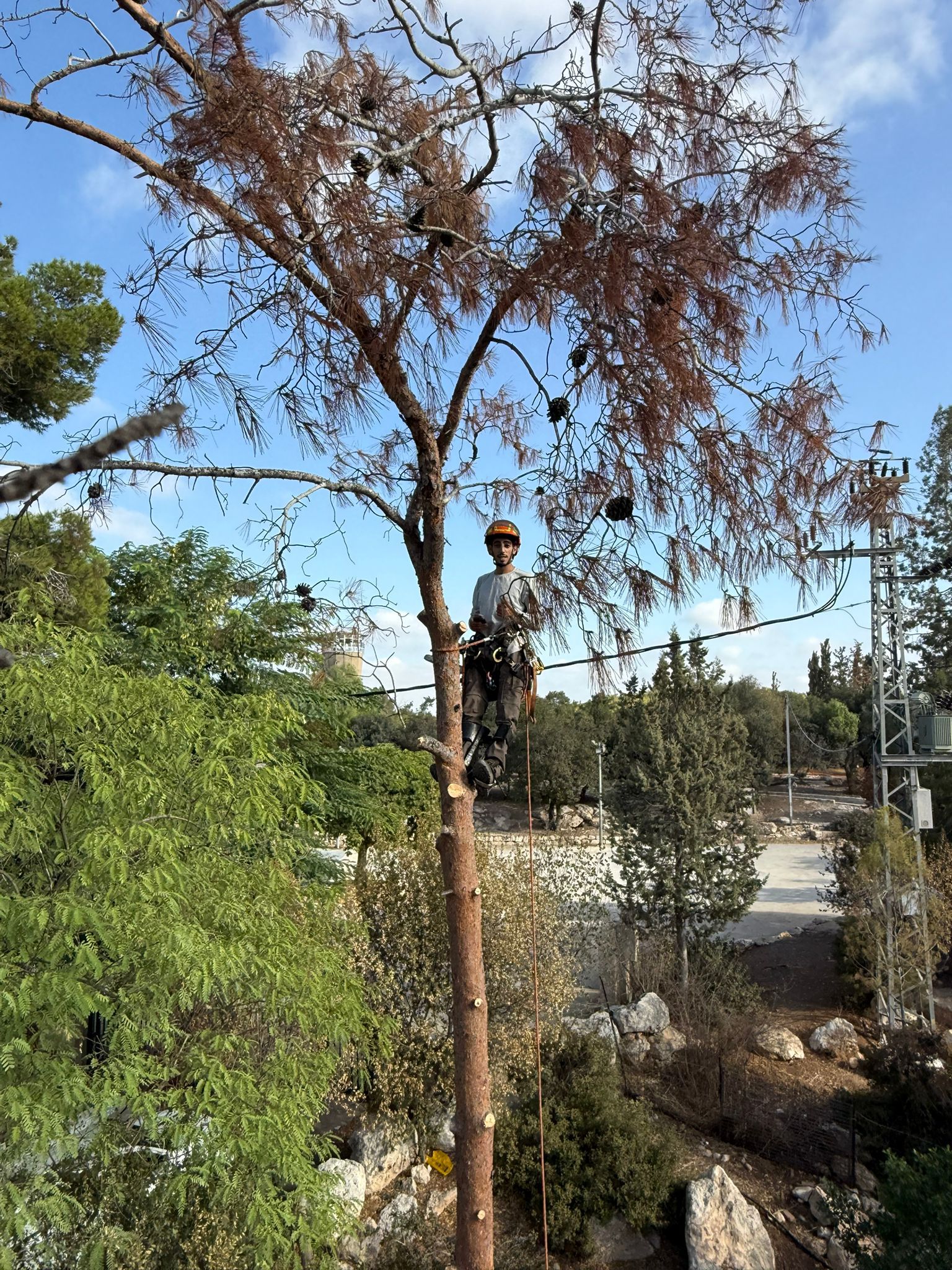 עבודת גיזום