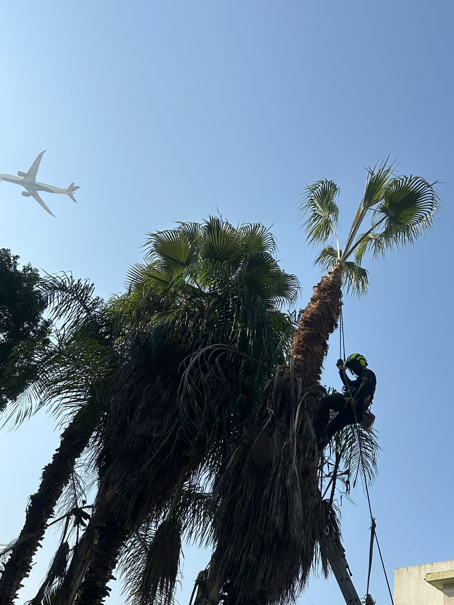 עבודת גיזום