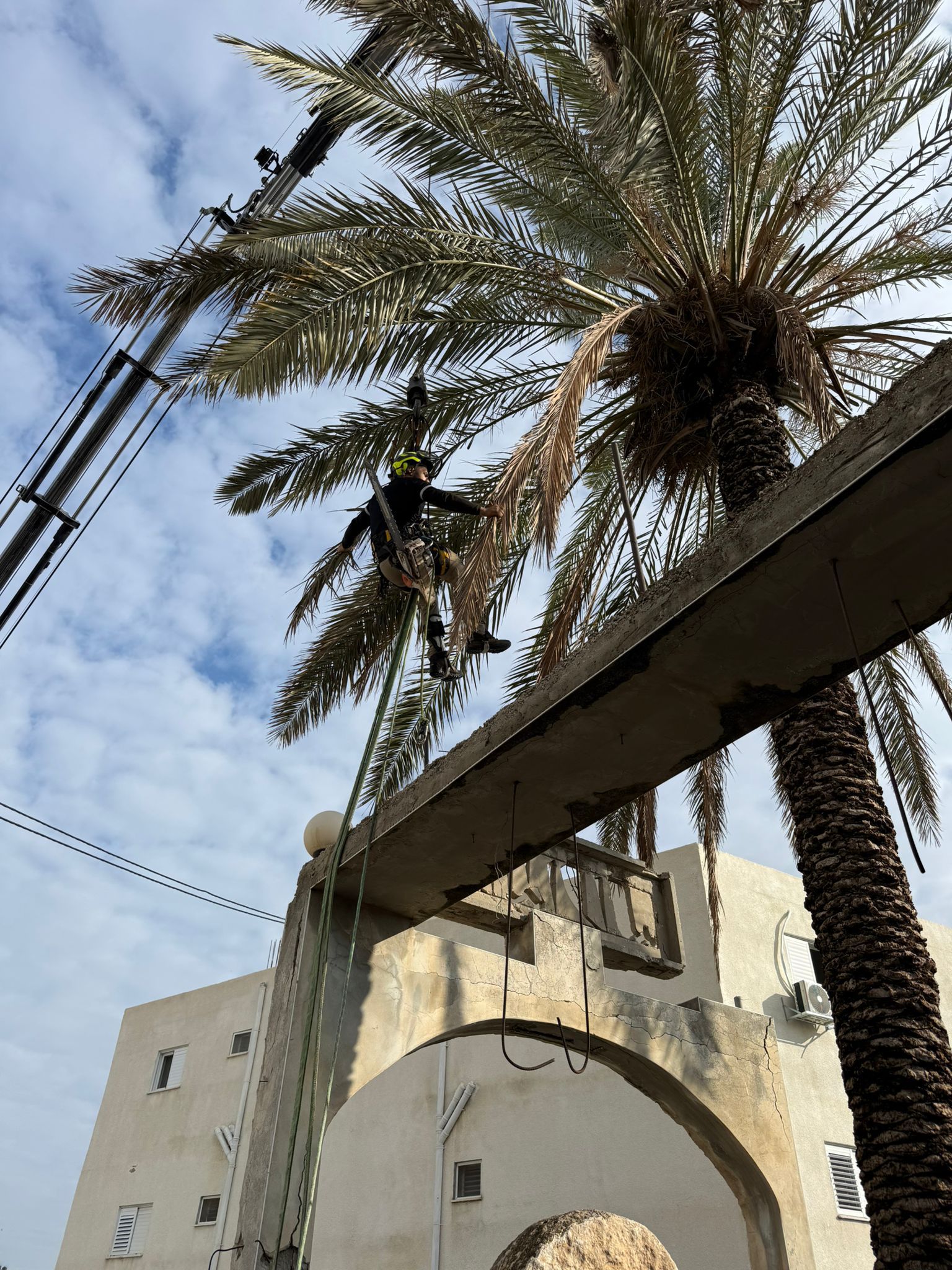 עבודת גיזום