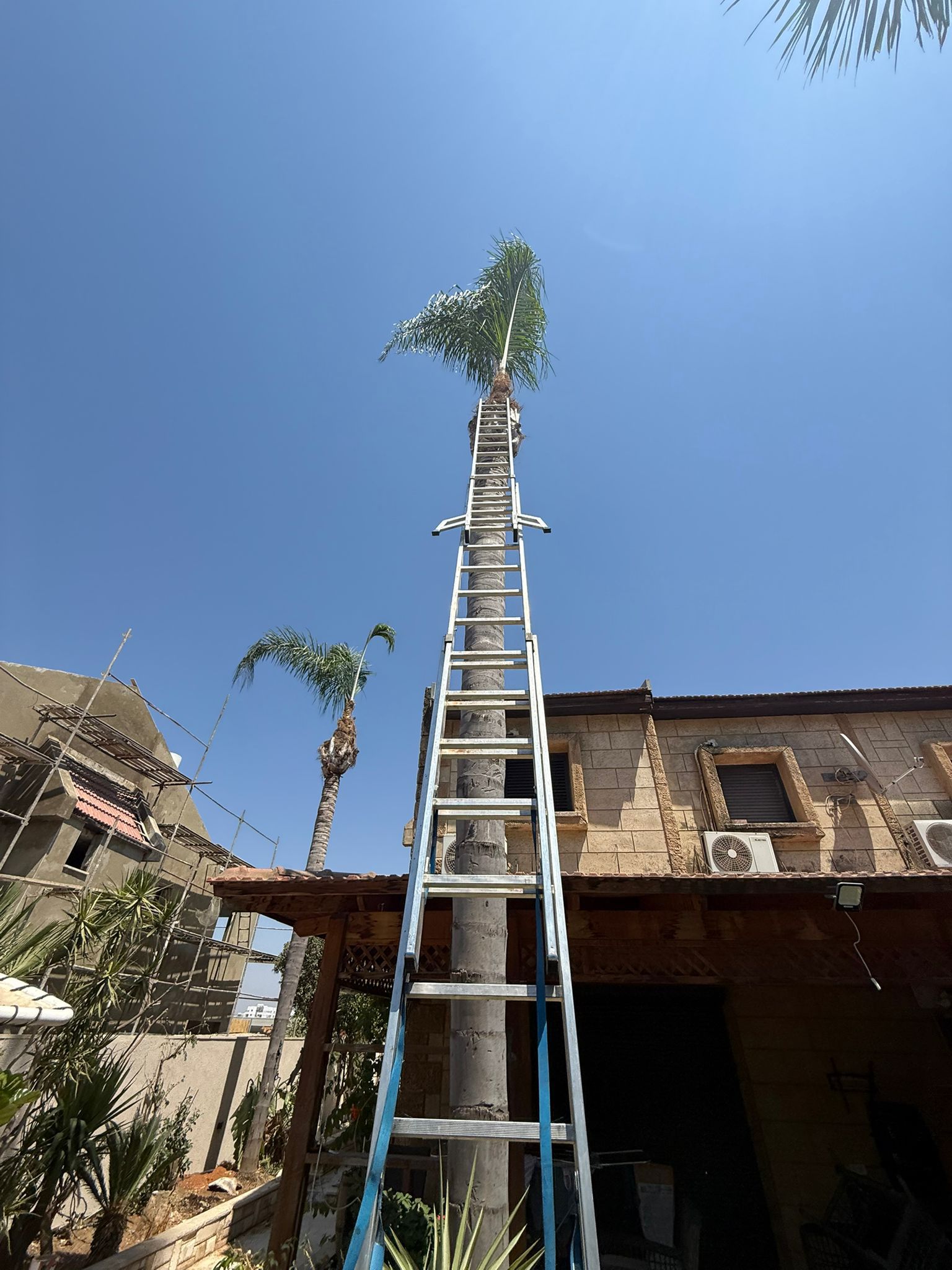 עבודת גיזום