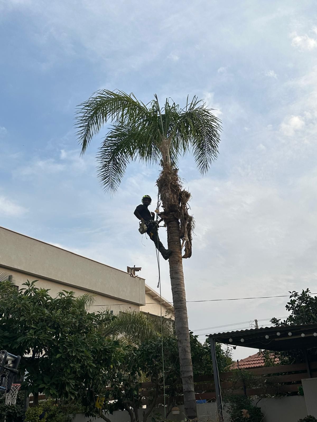 עבודת גיזום