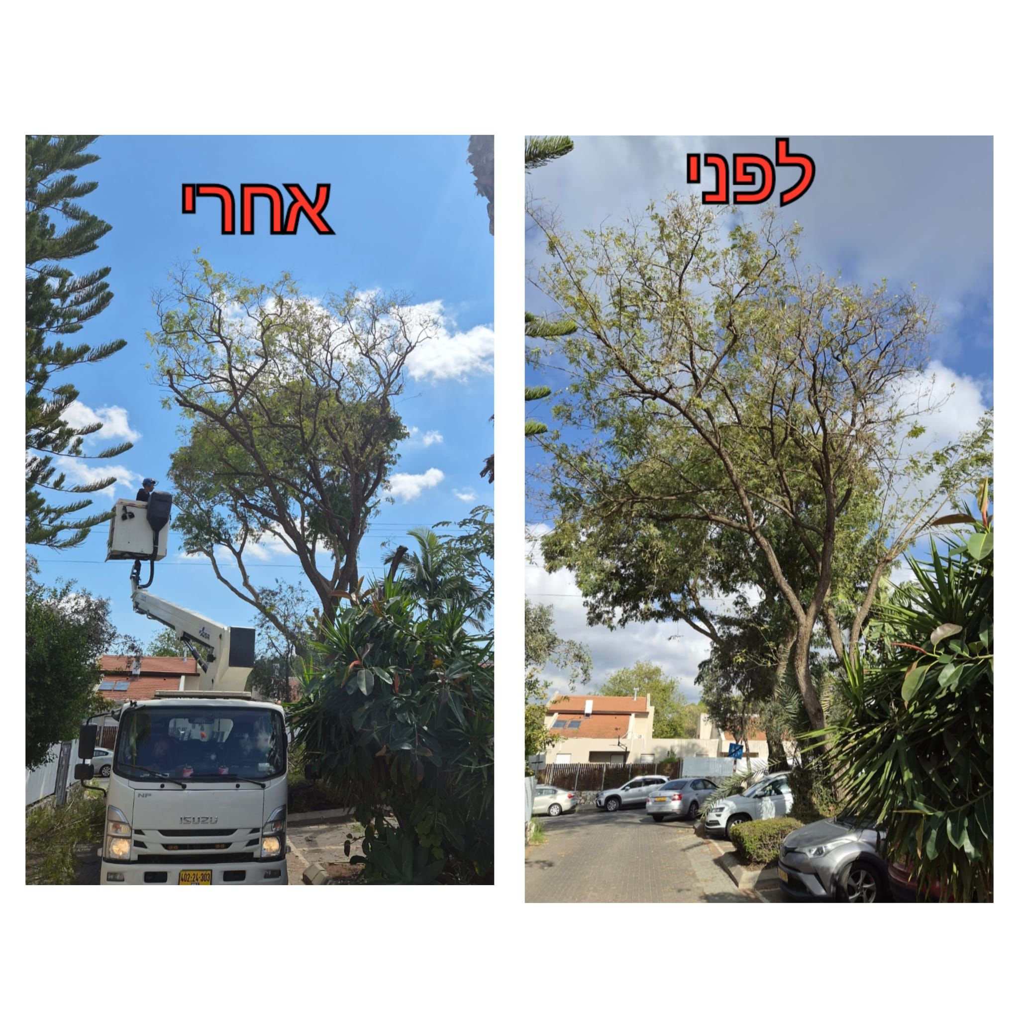 עבודת גיזום