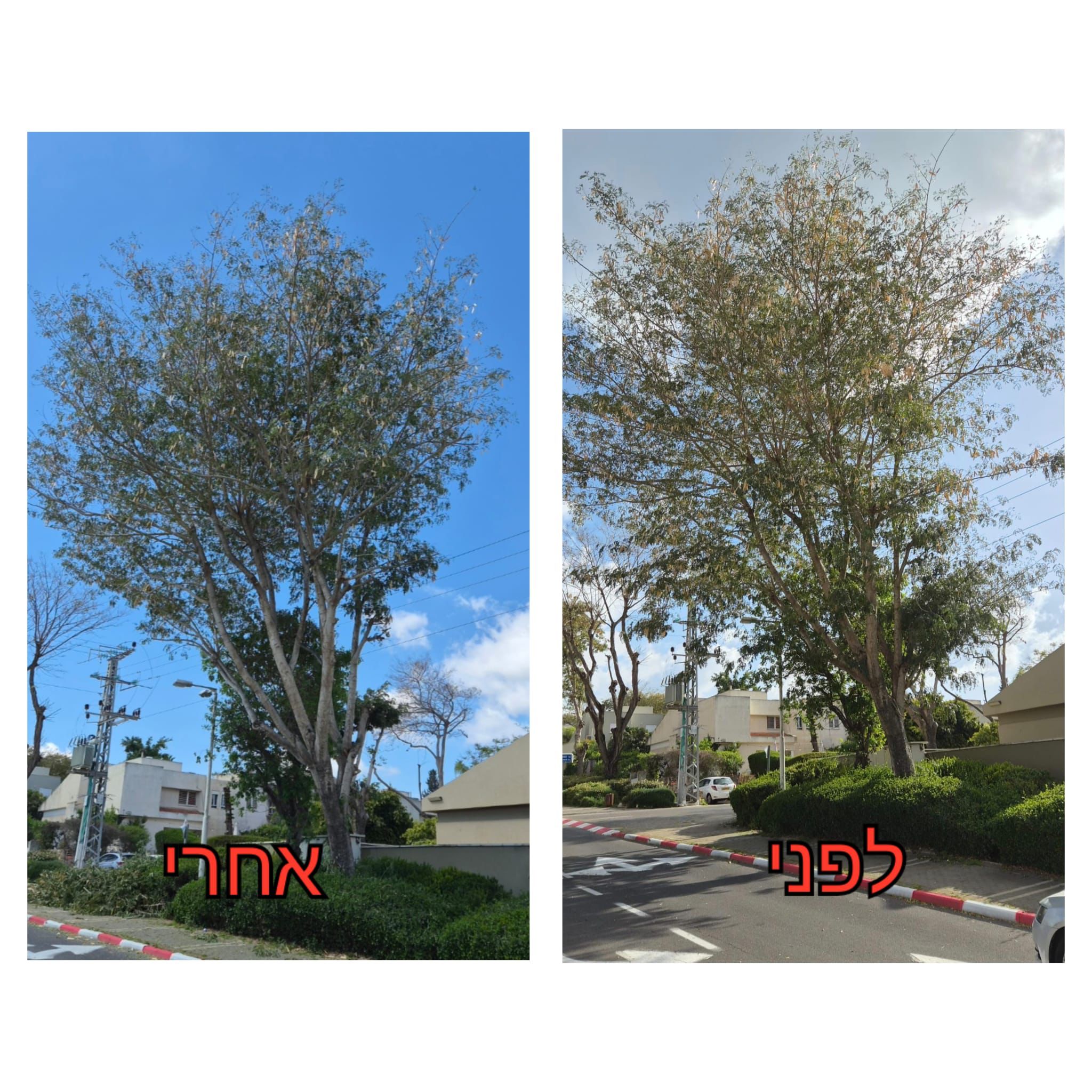 עבודת גיזום