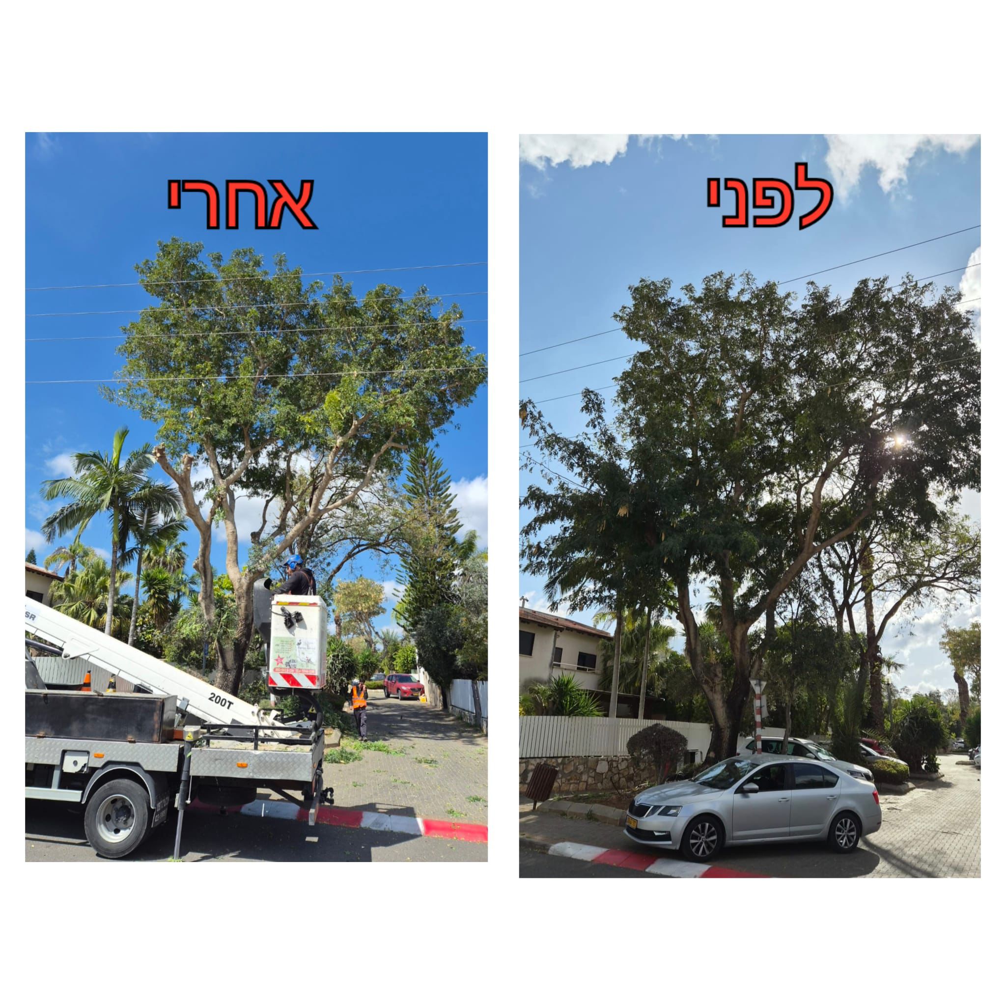 עבודת גיזום