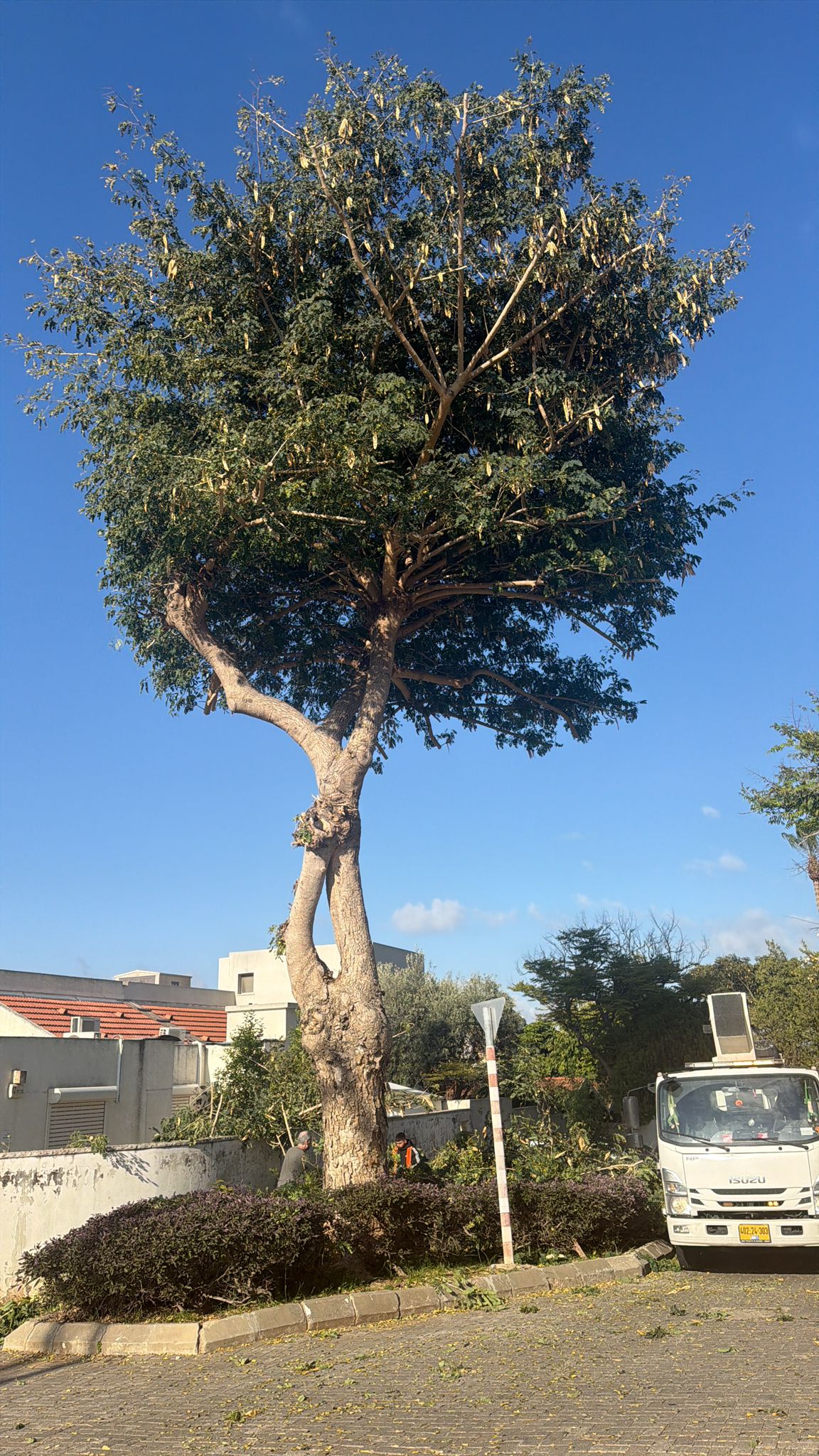 עבודת גיזום