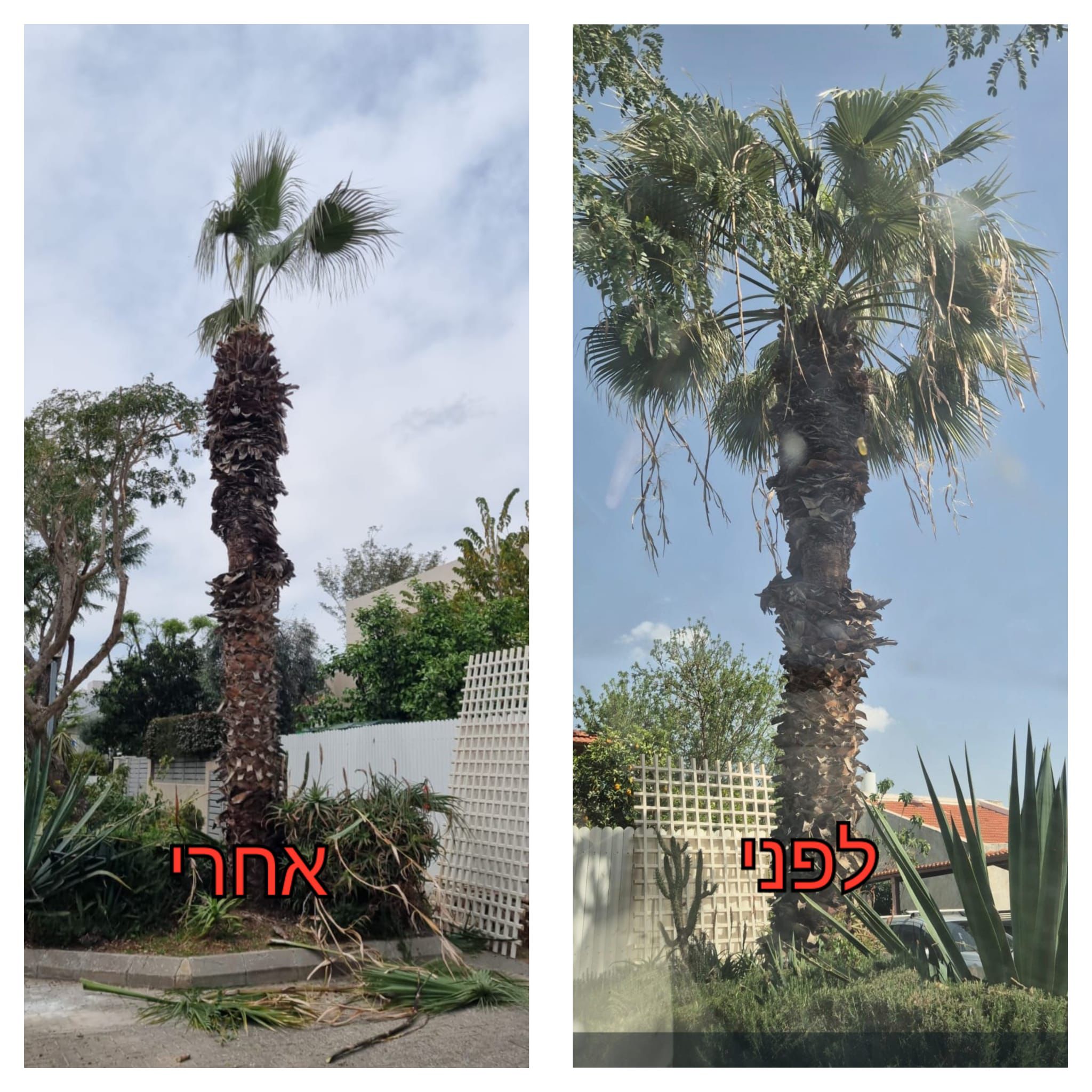 עבודת גיזום