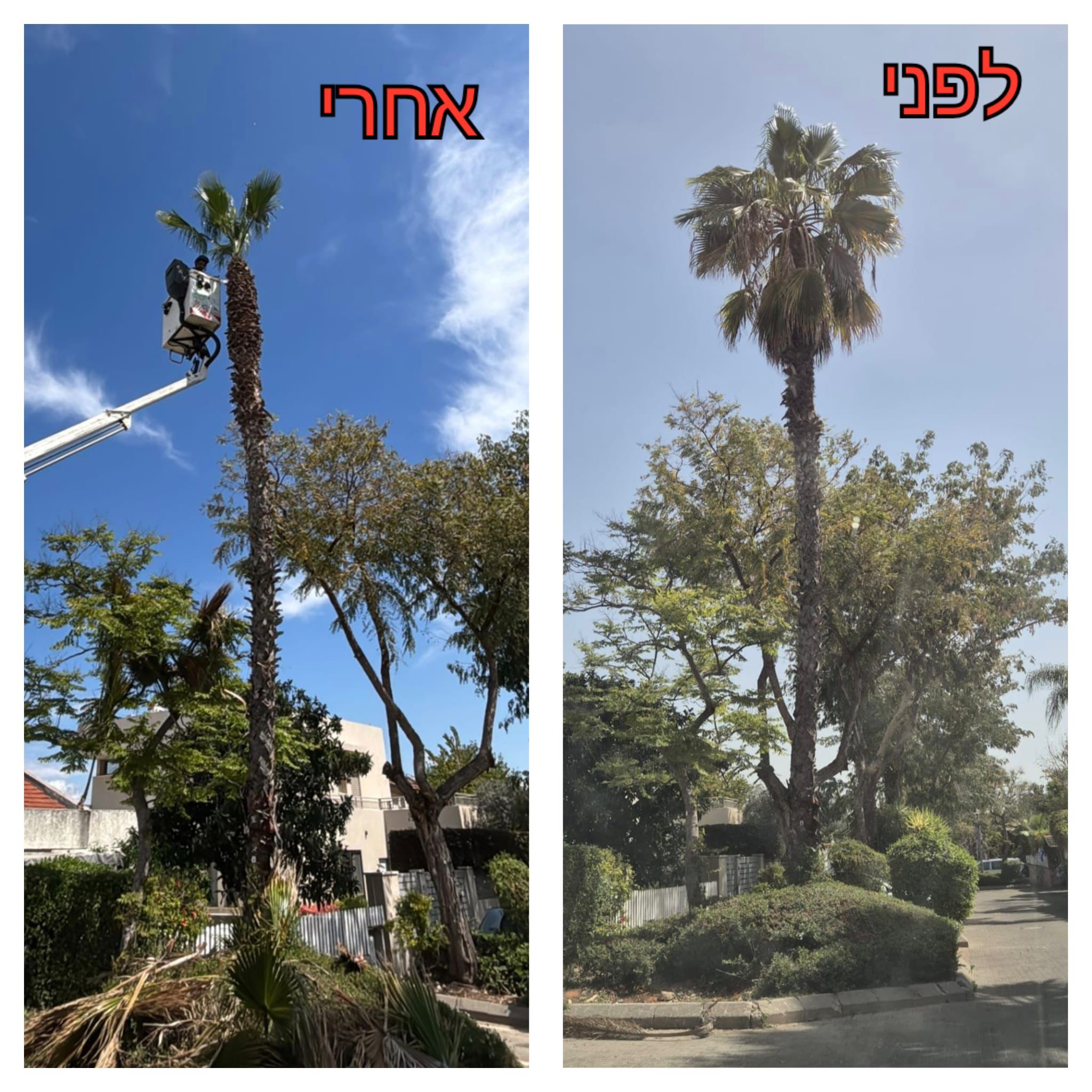 עבודת גיזום