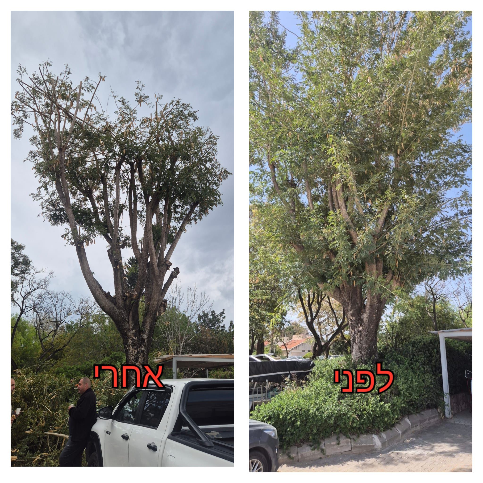 עבודת גיזום