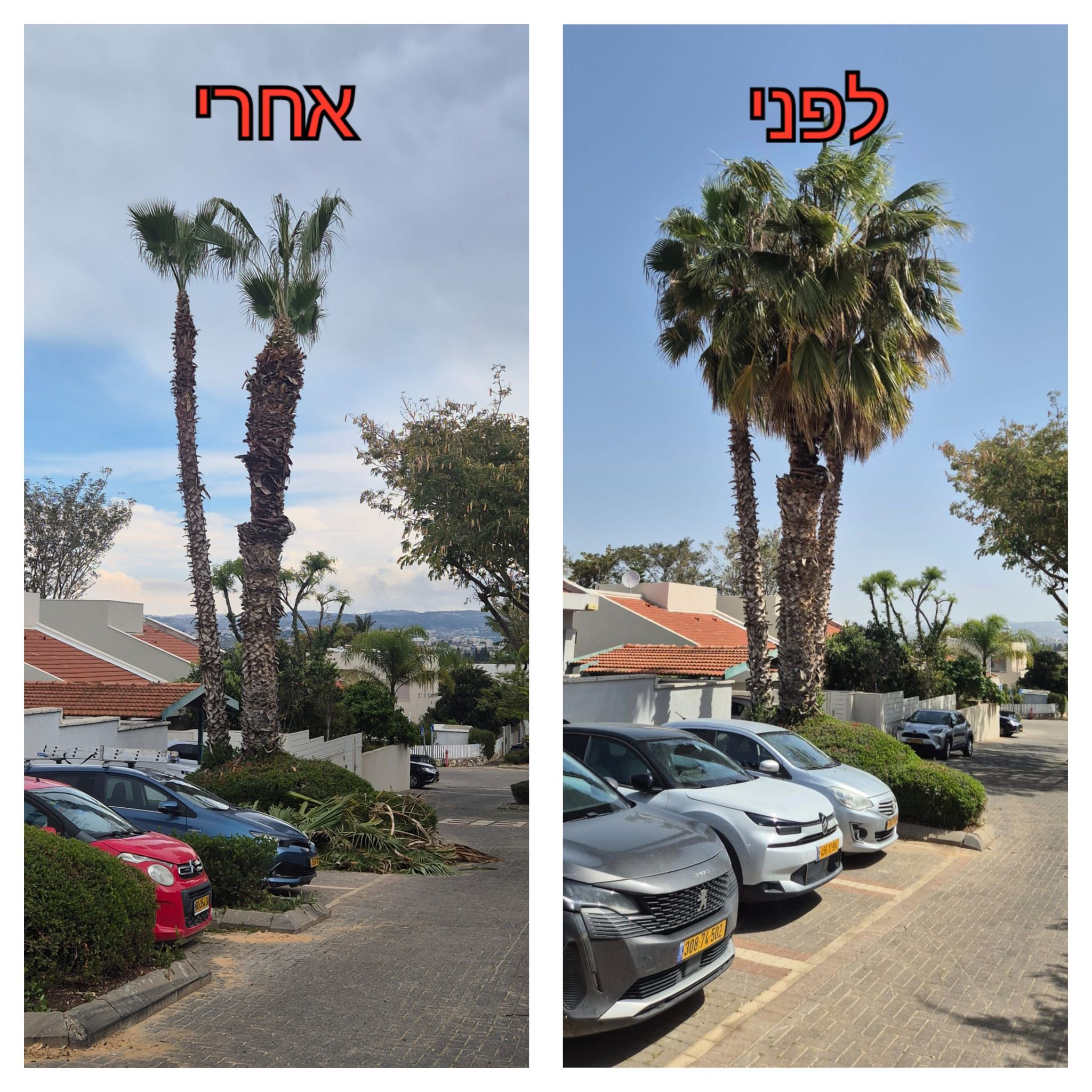 עבודת גיזום