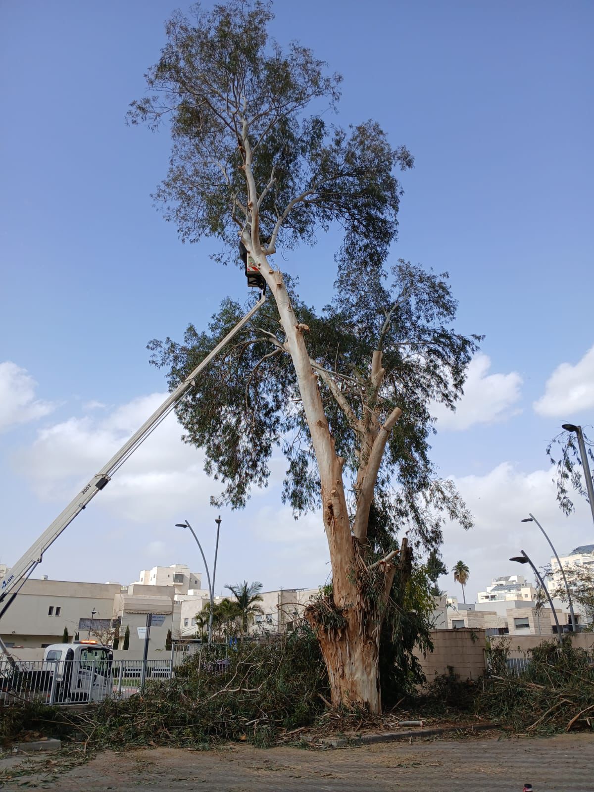 עבודת גיזום