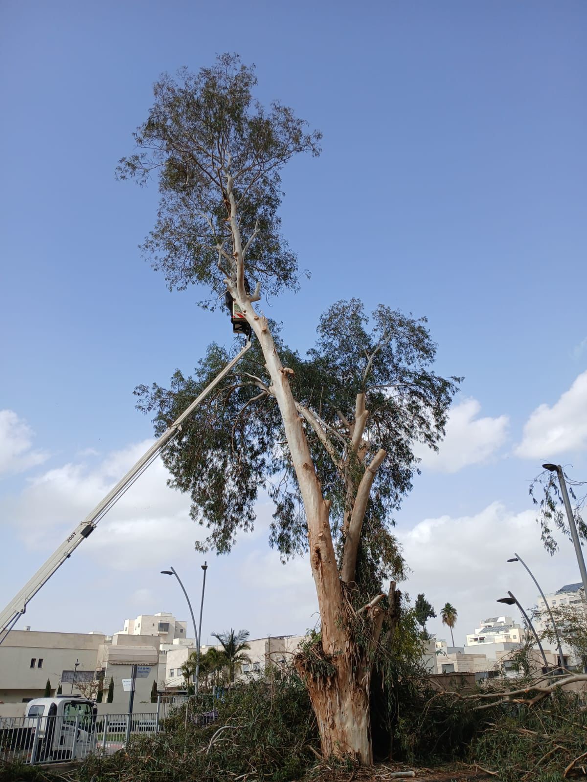 עבודת גיזום