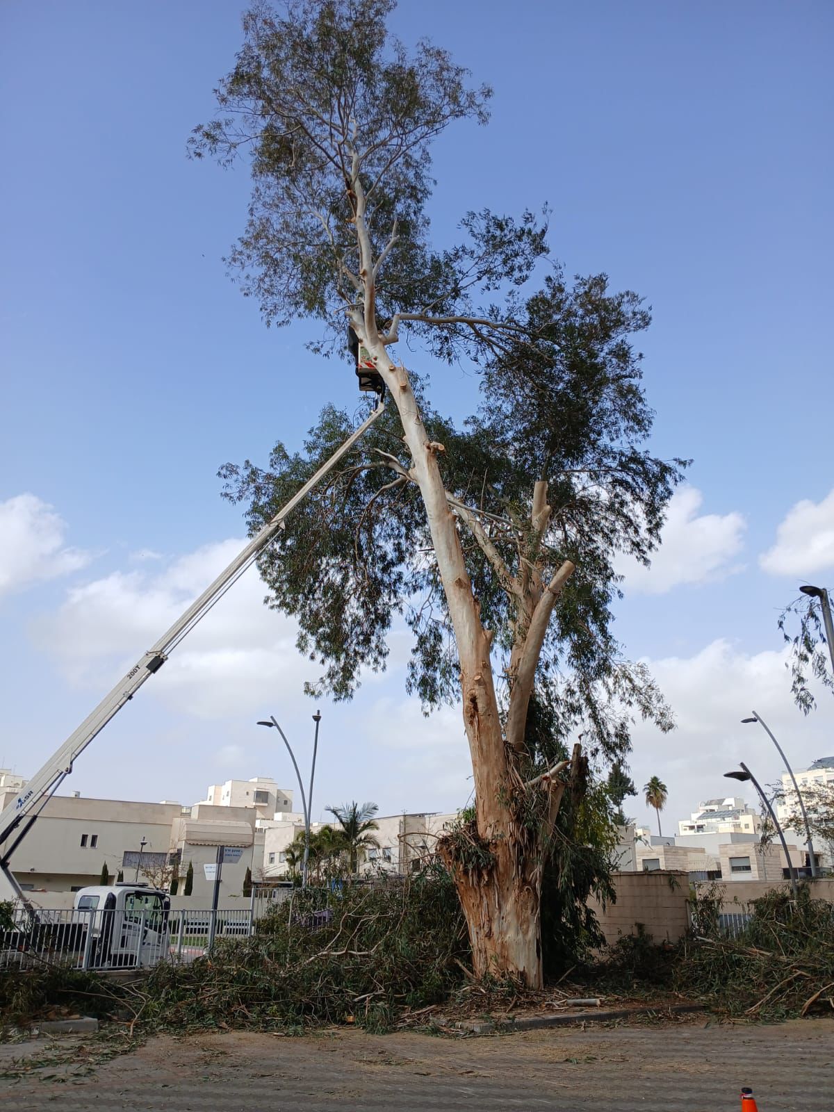 עבודת גיזום