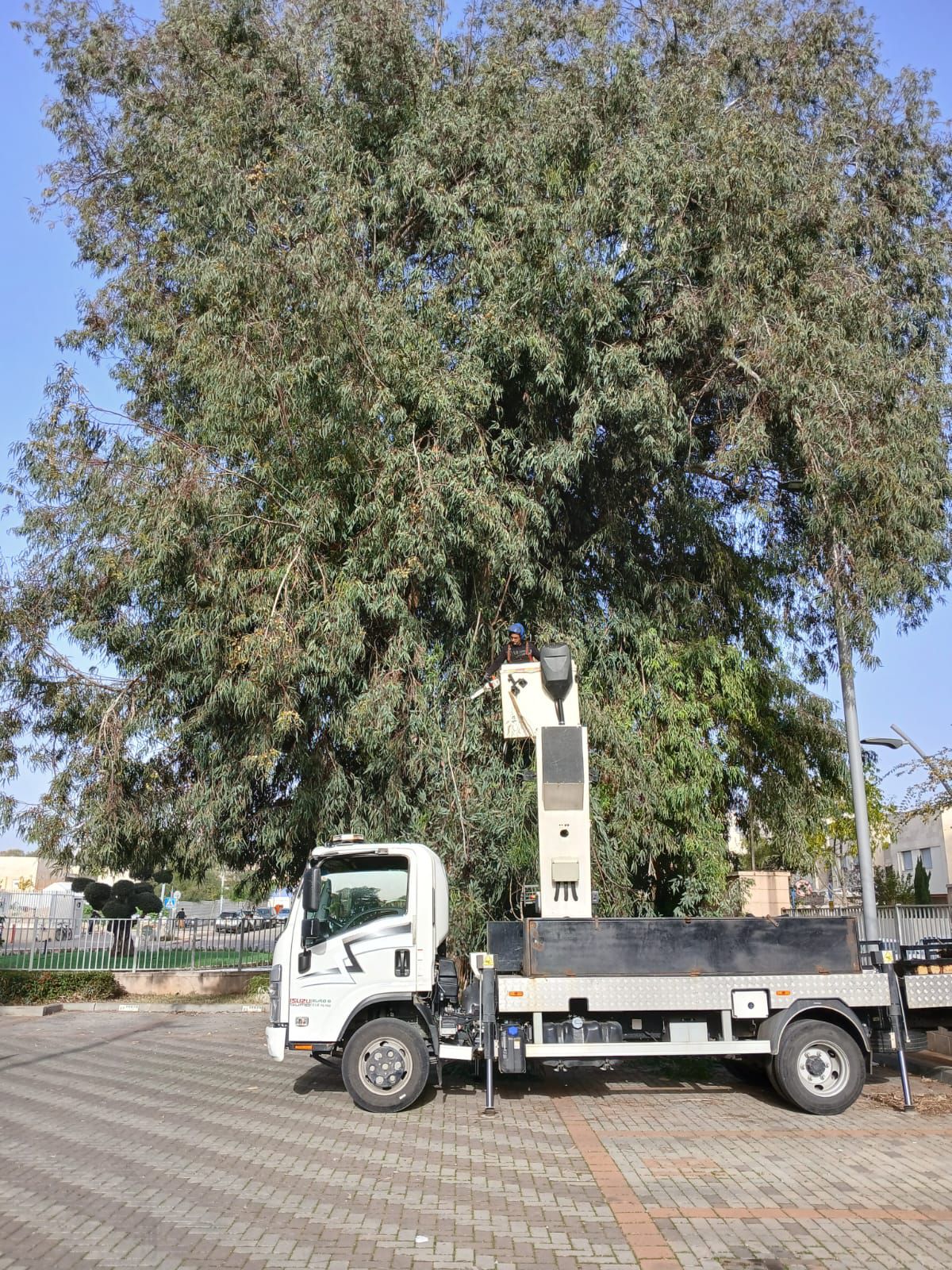 עבודת גיזום