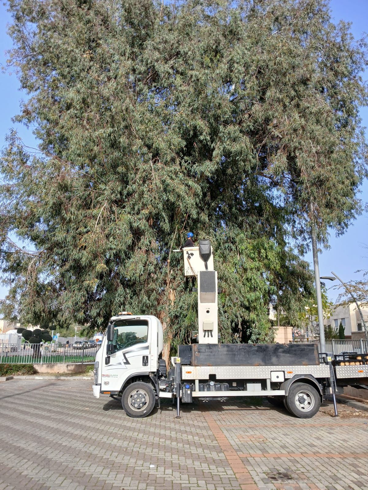 עבודת גיזום