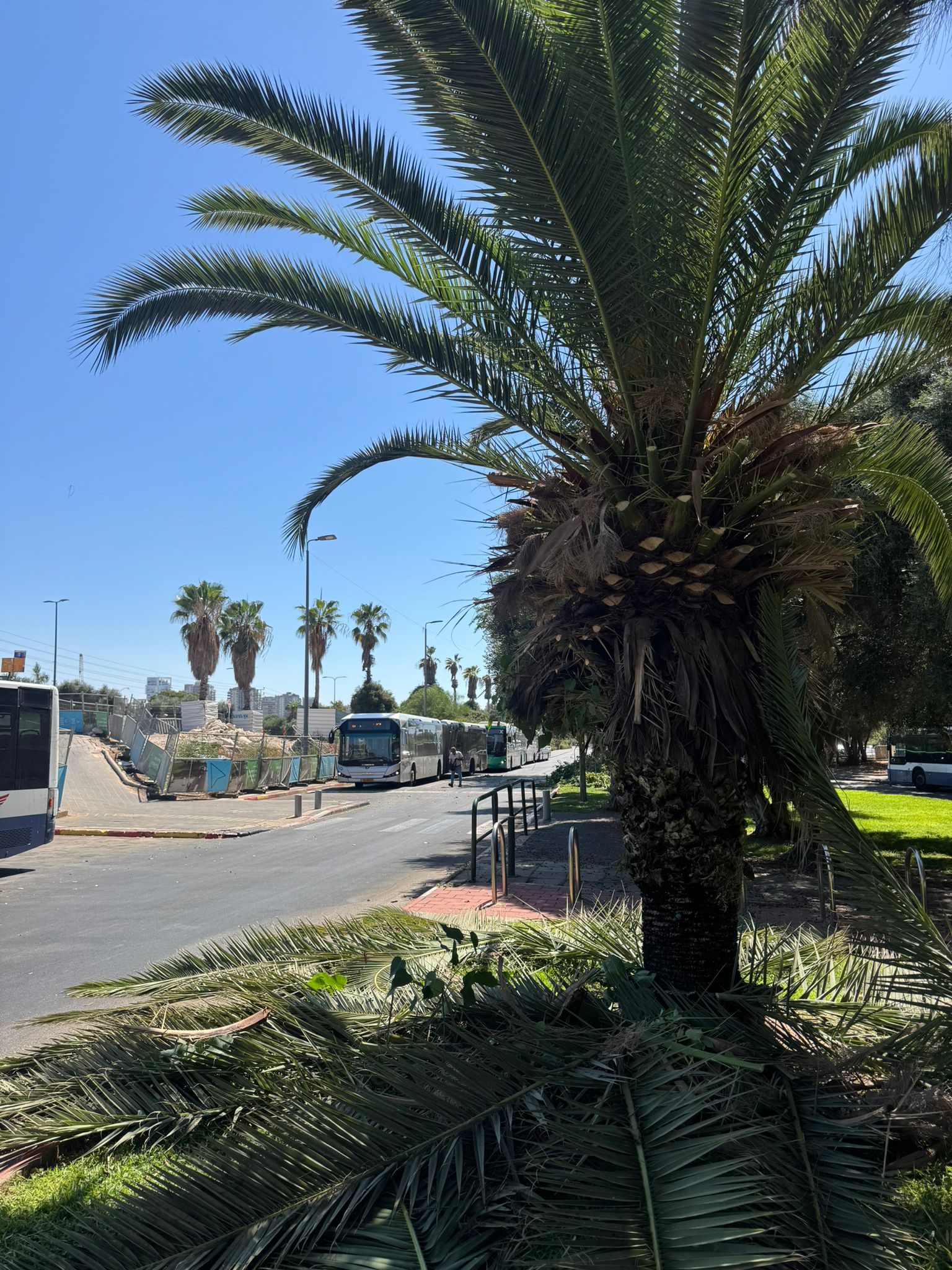 עבודת גיזום
