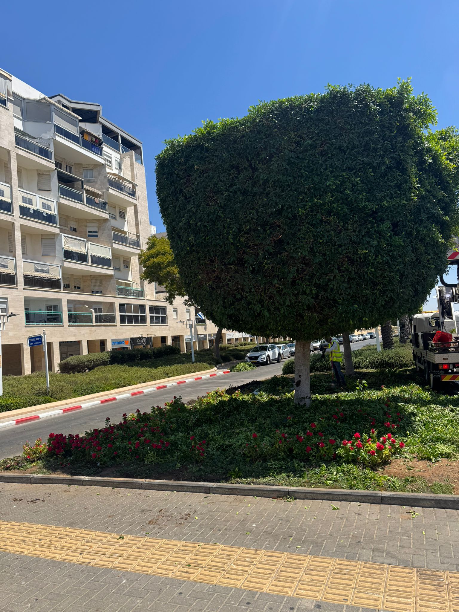 עבודת גיזום